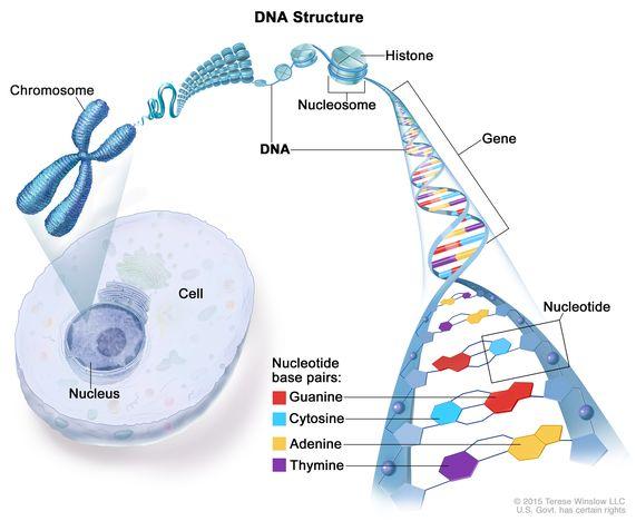Nucléotide, C'est quoi?