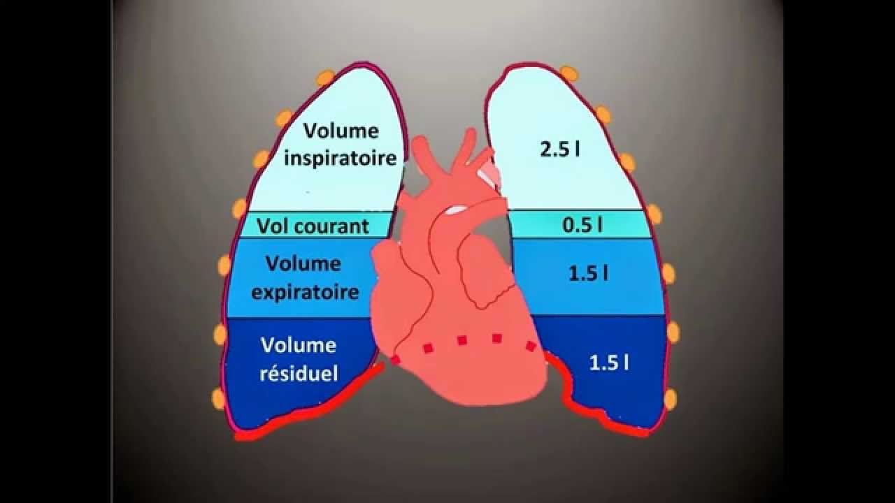 Exploration Fonctionnelle Respiratoire EFR Exploration Fonctionnelle Respiratoire EFR